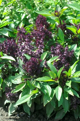 Picture of Basil Siam Queen